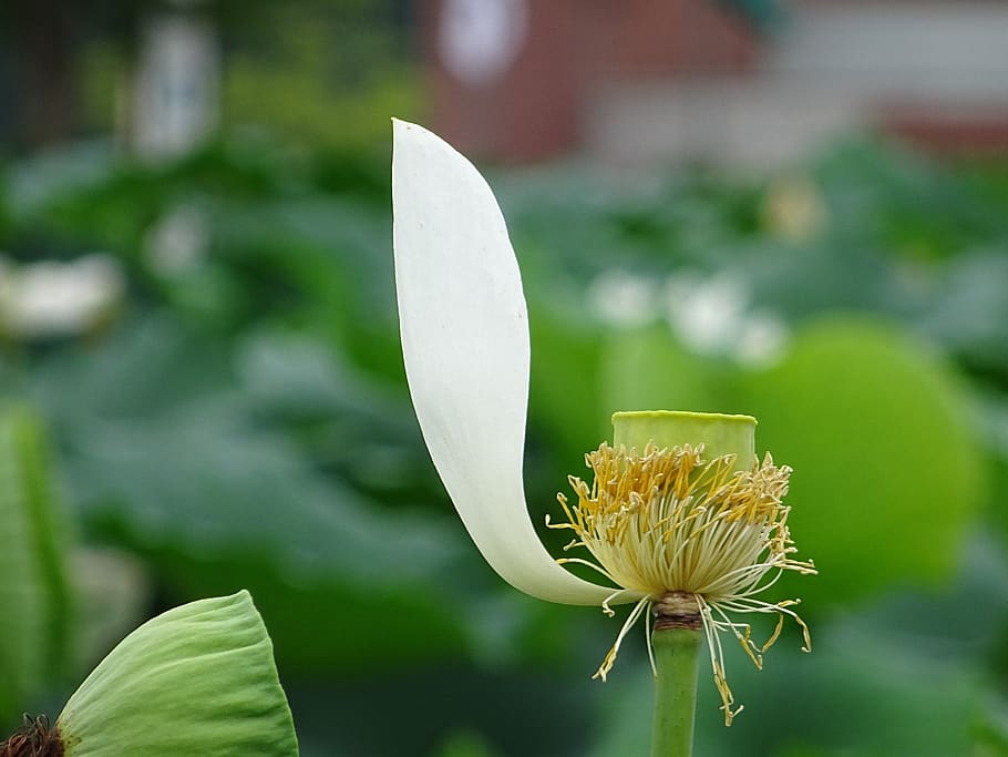 tabitha, lotus, one, flower, flowering plant, vulnerability HD wallpaper