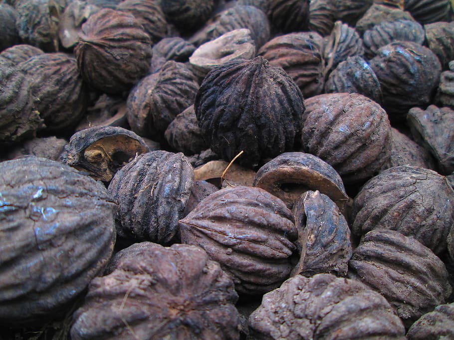seed, natural, texture, organic, color, tree, detail, food and drink HD wallpaper