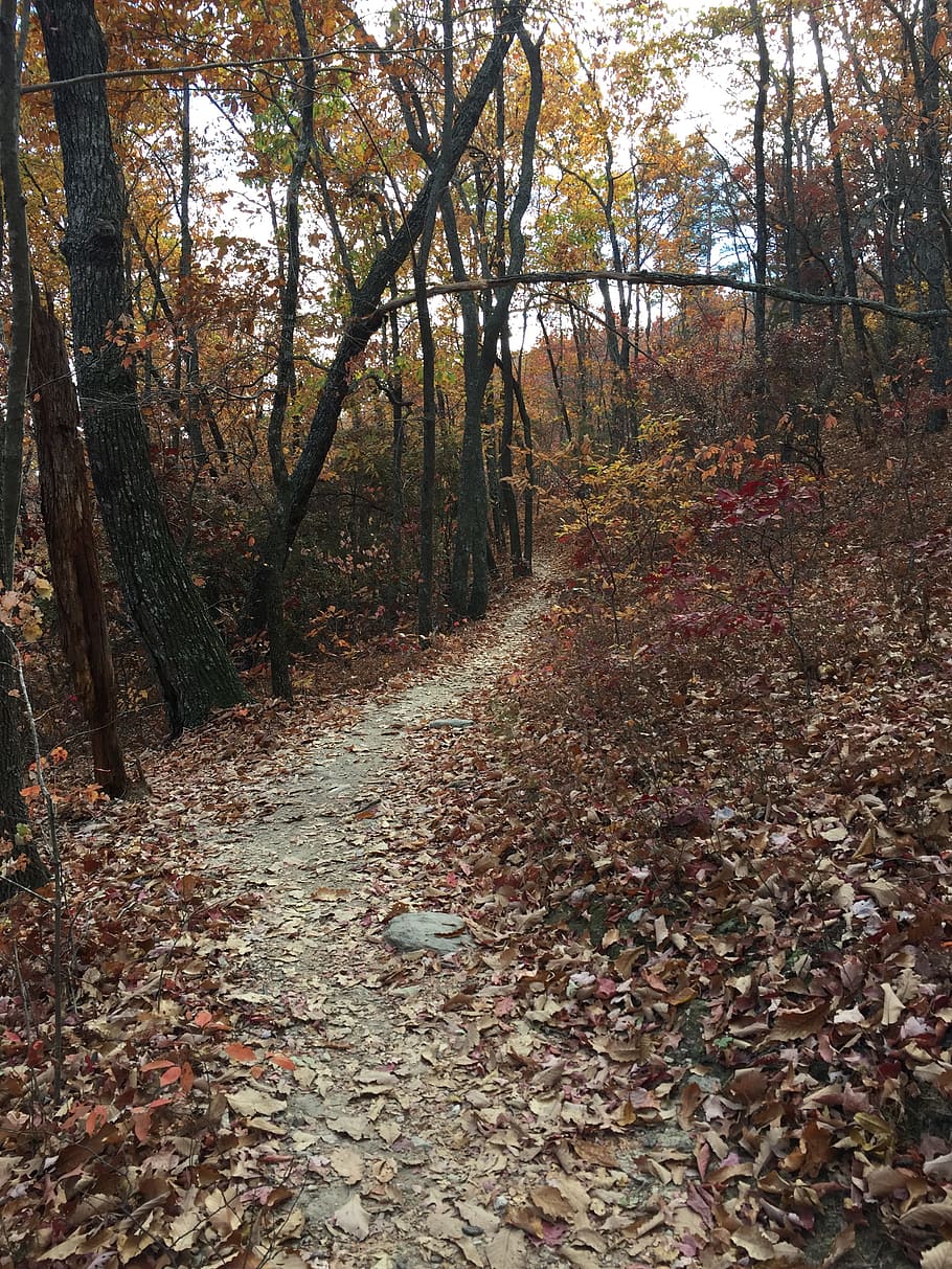 trail, forest, path, autumn, fall, trees, change, land, plant HD wallpaper