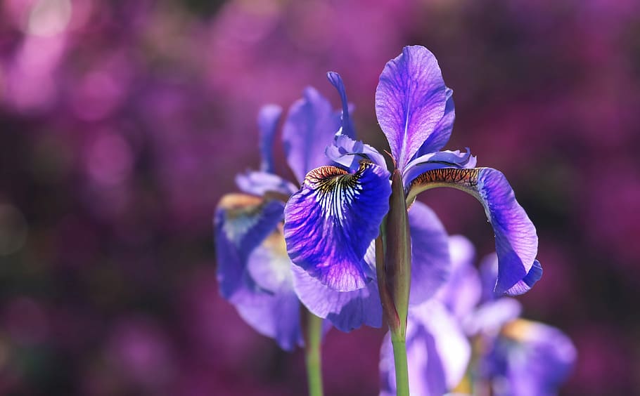 selective focus photography of purple petaled flowers, orchids HD wallpaper