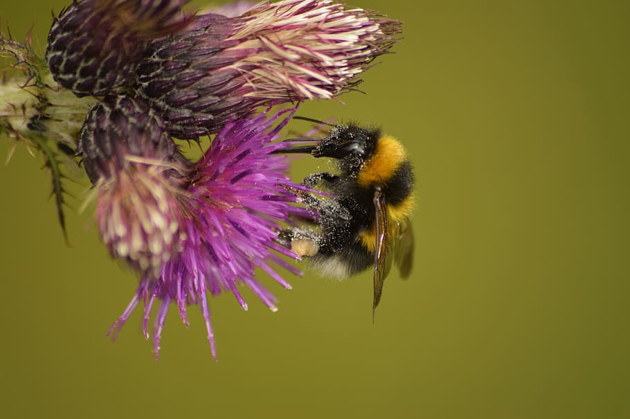 bumblebee, nature, wildlife, flowering plant, animal themes HD wallpaper