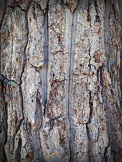 bark, tree, wood, pine, background, abstract, skin, board, surface HD wallpaper