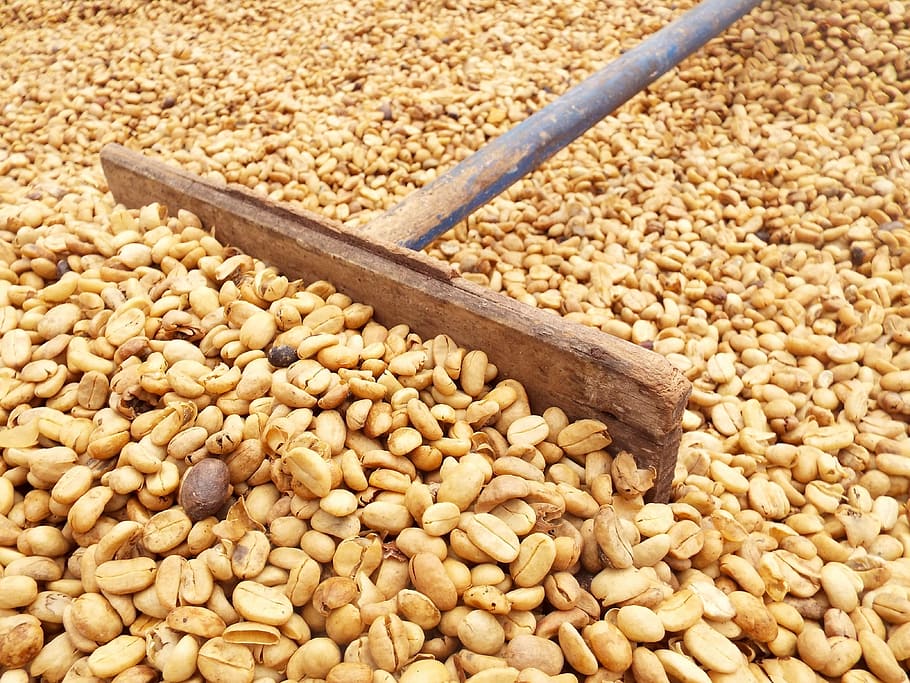 brown peanut lot with brown rake, Coffee Beans, coffee plant