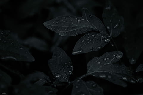 scale grey photo of leaves with water drops, dark, black, leaf HD wallpaper