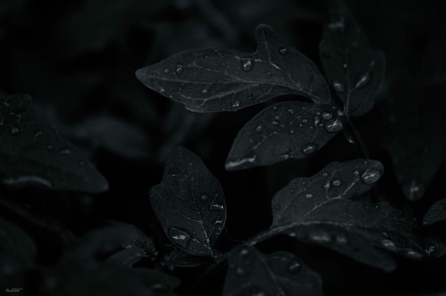 HD wallpaper: scale grey photo of leaves with water drops, dark, black, leaf  | Wallpaper Flare