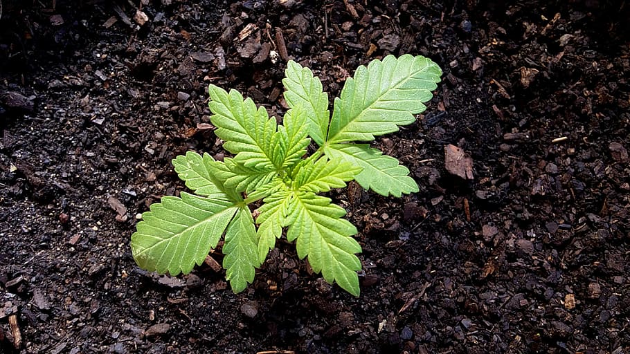 green leaf plant on soil, Marijuana, Grass, Yerba, Cannabis HD wallpaper