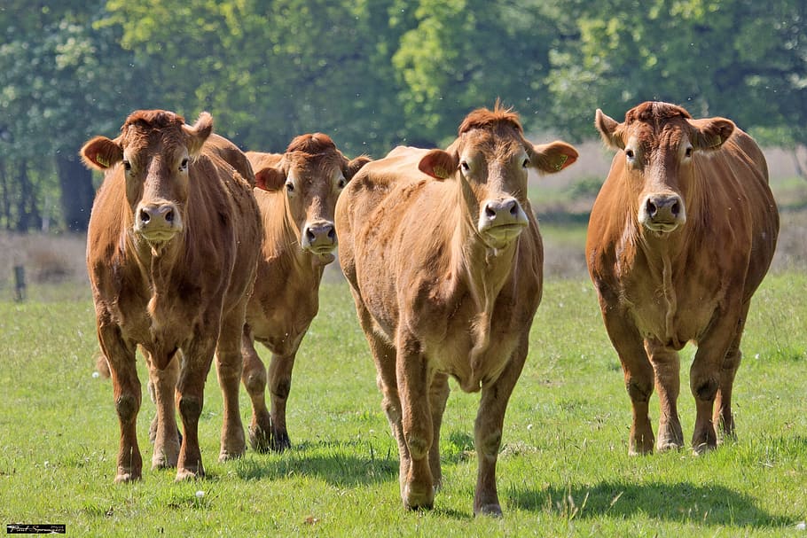 four brown cows on the grass, nature, meadow, landscape, animals HD wallpaper