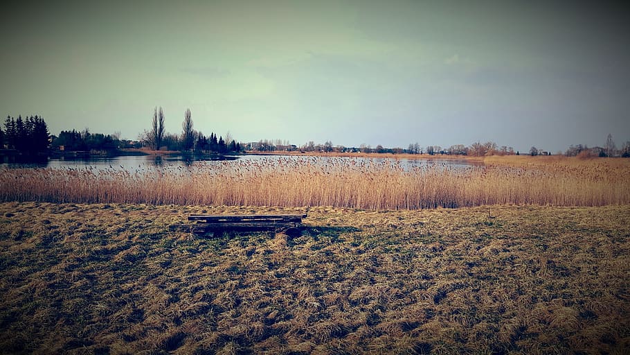 Brown Grass Field By The Lake, daylight, marsh, nature, outdoors HD wallpaper