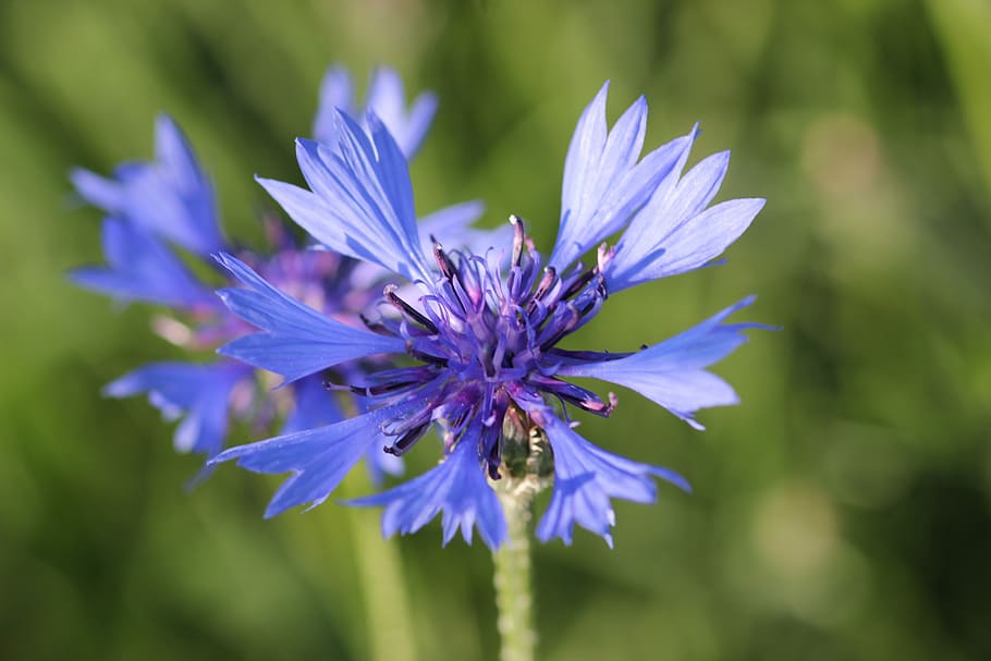 Cornflower, Centaurea Cyanus, blue, meadow, macro, field, floral HD wallpaper
