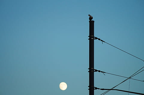 light, bird, construction, industry, blue sky, curious, electric posts HD wallpaper