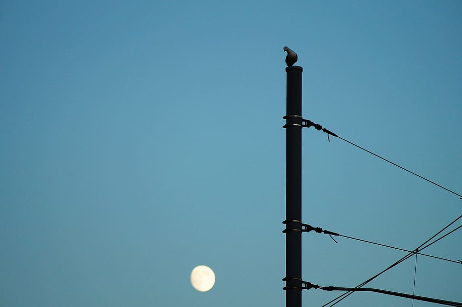 light, bird, construction, industry, blue sky, curious, electric posts HD wallpaper