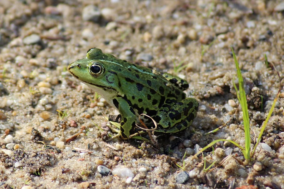 Frog, Amphibian, green, one animal, animal wildlife, animals in the wild HD wallpaper