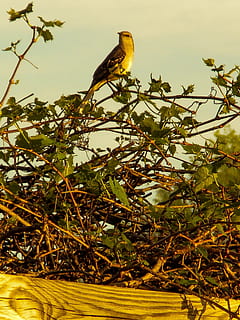 mockingbird, spring, nature, landscape, texas, animals in the wild HD wallpaper