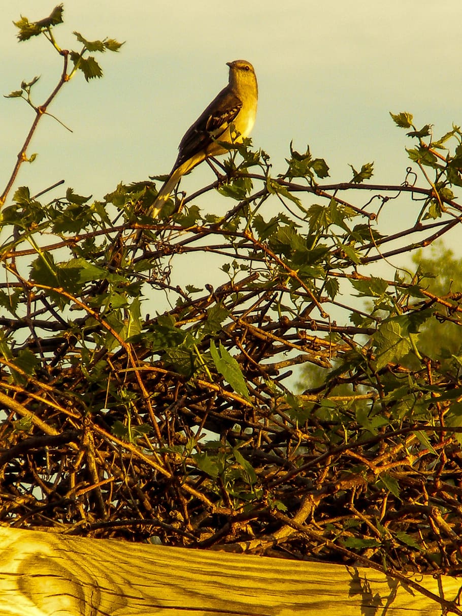 mockingbird, spring, nature, landscape, texas, animals in the wild HD wallpaper