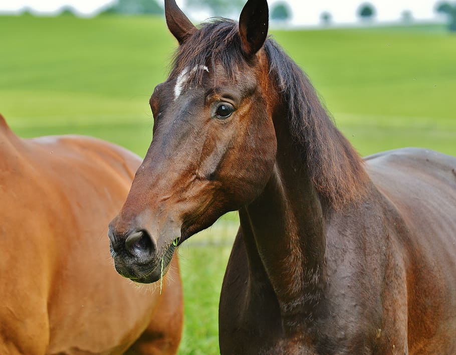 closeup photography of brown horse at daytime, horses, for two HD wallpaper