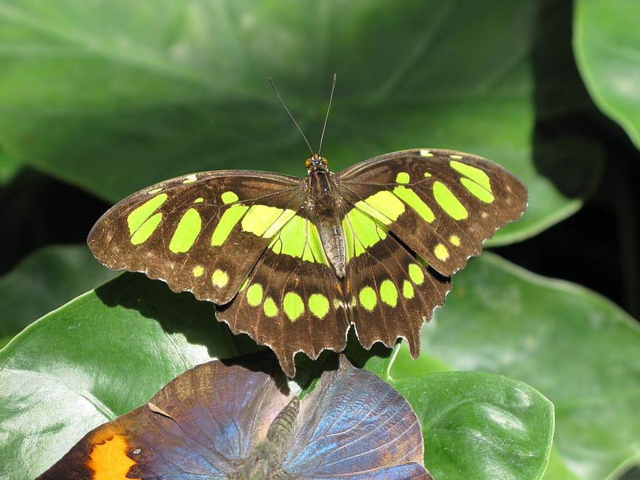 butterfly, insect, animal wildlife, invertebrate, animal wing HD wallpaper