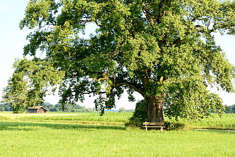 green leafed tree surrounded green grass field, recovery, leisure HD wallpaper