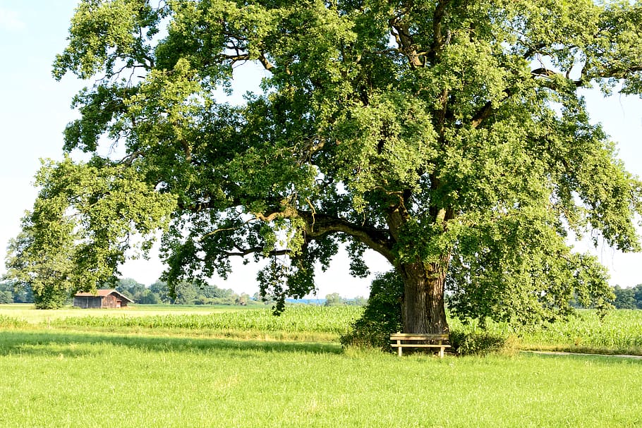 green leafed tree surrounded green grass field, recovery, leisure HD wallpaper