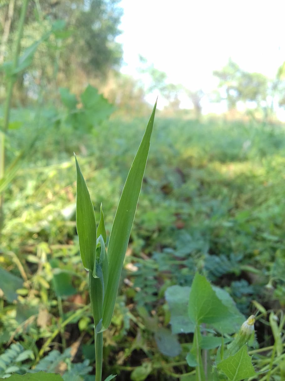 flora, leaf, nature, growth, summer, environment, grass, plant HD wallpaper