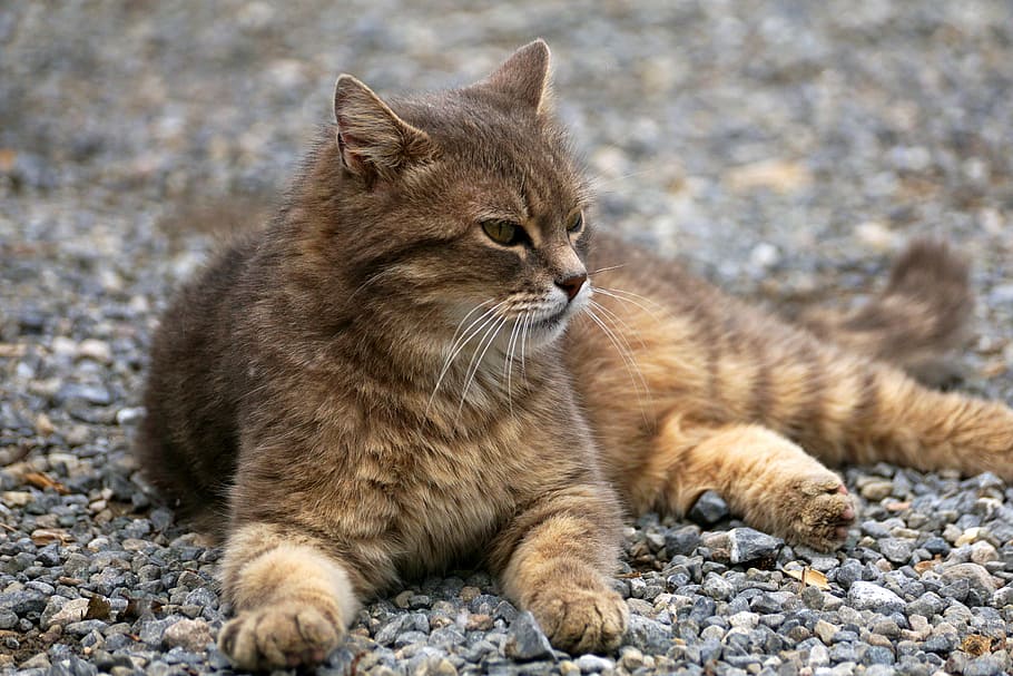 brown cat on top of pebbles, fur, pet, animal, cat's eyes, cat portrait, HD wallpaper