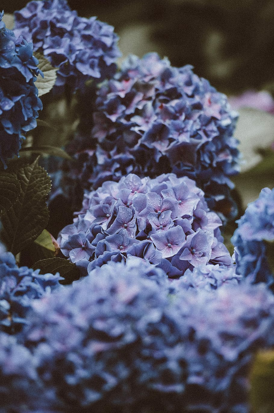 shallow focus photography of purple flowers, leaf, petal, dark HD wallpaper