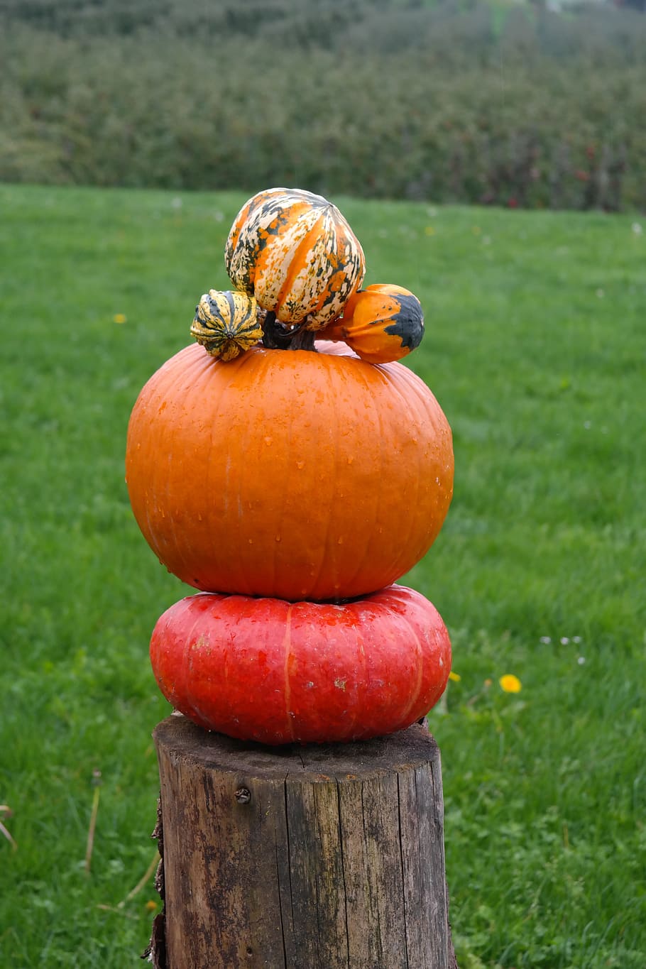 Pumpkins, Pumpkin Man, decorative squashes, red zentner, autumn HD wallpaper