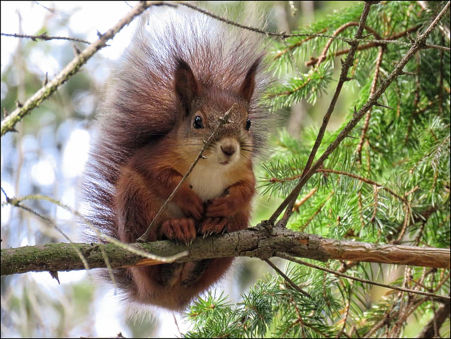 selective focus photography of squirrel on branch, animal, fur HD wallpaper