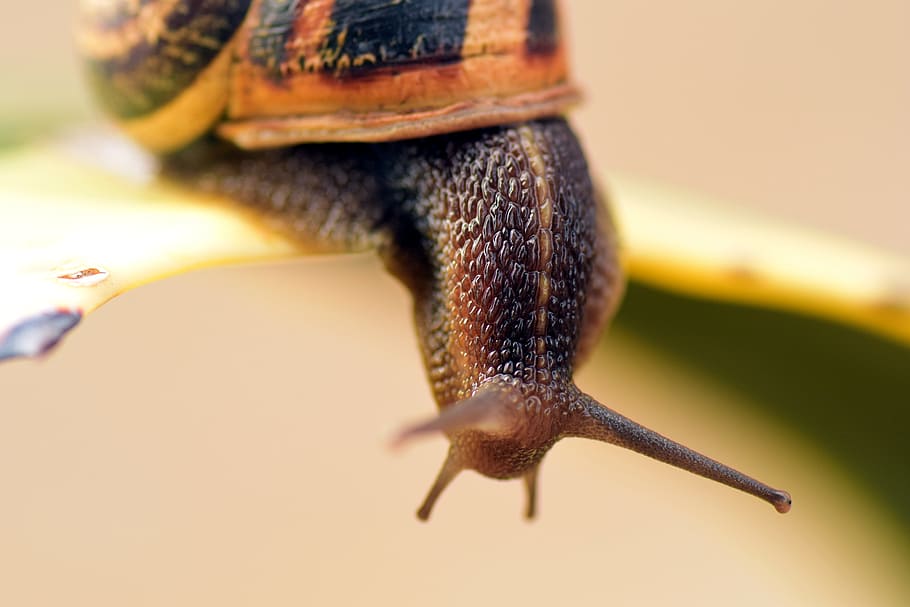 Snail, Shell, Close, Nature, Reptile, spiral, snail shell, macro HD wallpaper