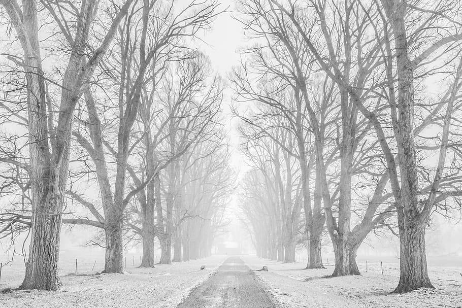 pathway between bare trees, plant, branch, road, snow, winter HD wallpaper