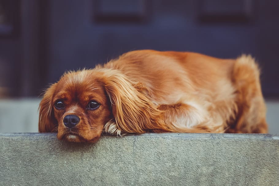 closeup photography of medium-coated red dog prone lying, adorable