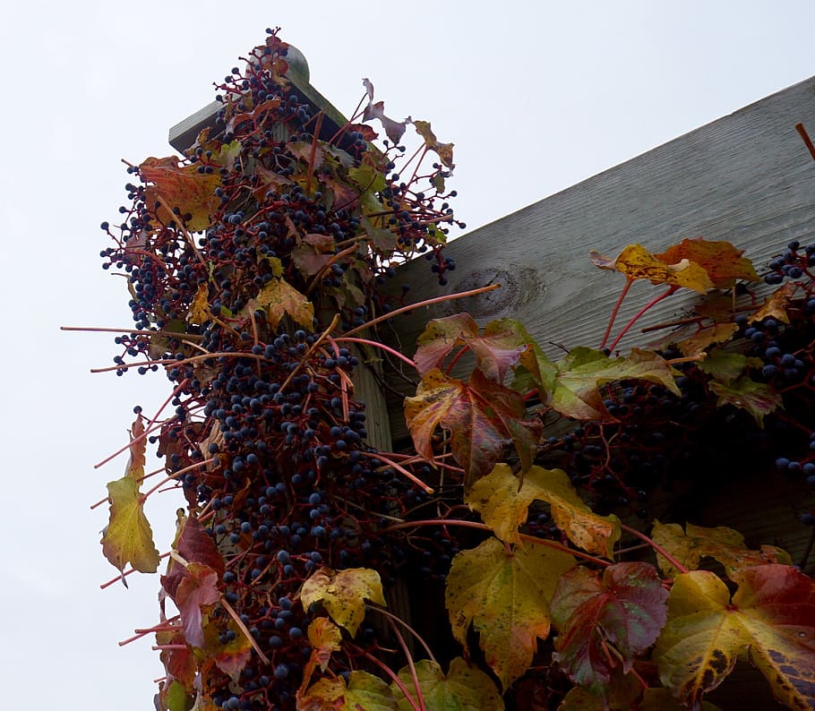 grapes, fall, viticulture, winery, onalaska, wisconsin, october HD wallpaper