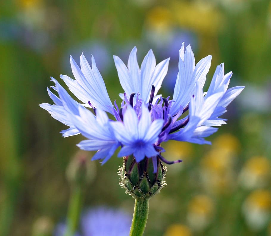 HD wallpaper: Cornflower, Blue, Petals, Blossom, Bloom, close, summer ...