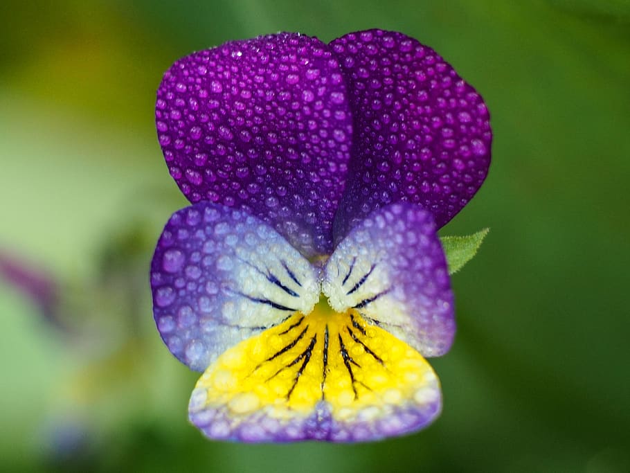 flower, rain drops, flowering plant, beauty in nature, freshness HD wallpaper
