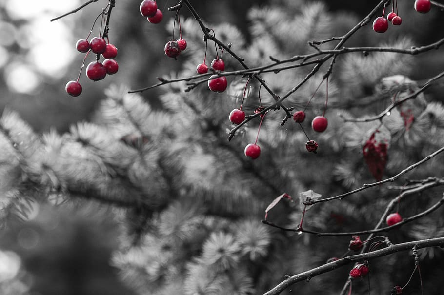 red berries, pine tree, winter, fruit, branch, food and drink HD wallpaper