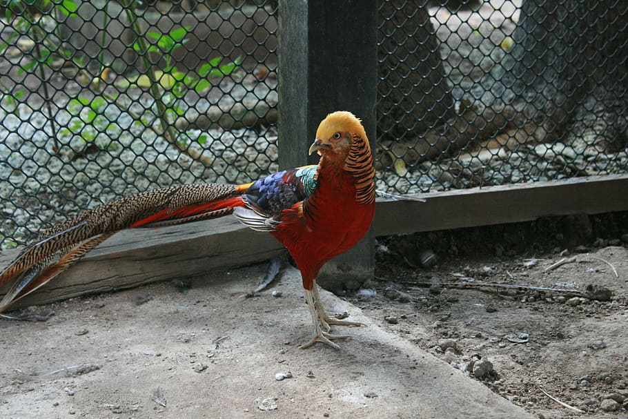 chicken, animal, pets, bird, animal themes, vertebrate, chicken - bird HD wallpaper
