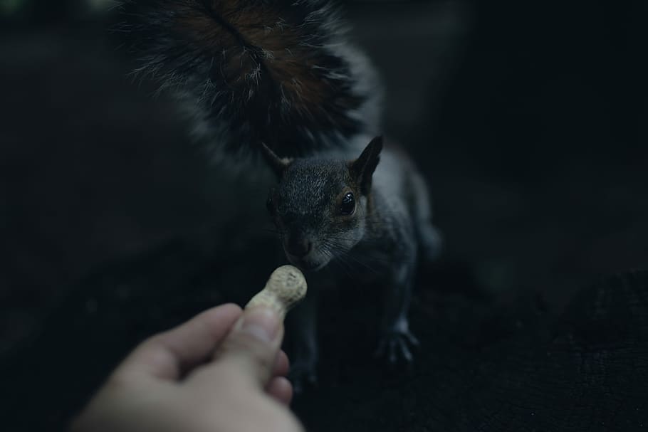 I´m afraid my brain has left for the day, person reaching peanut on black squirrel HD wallpaper