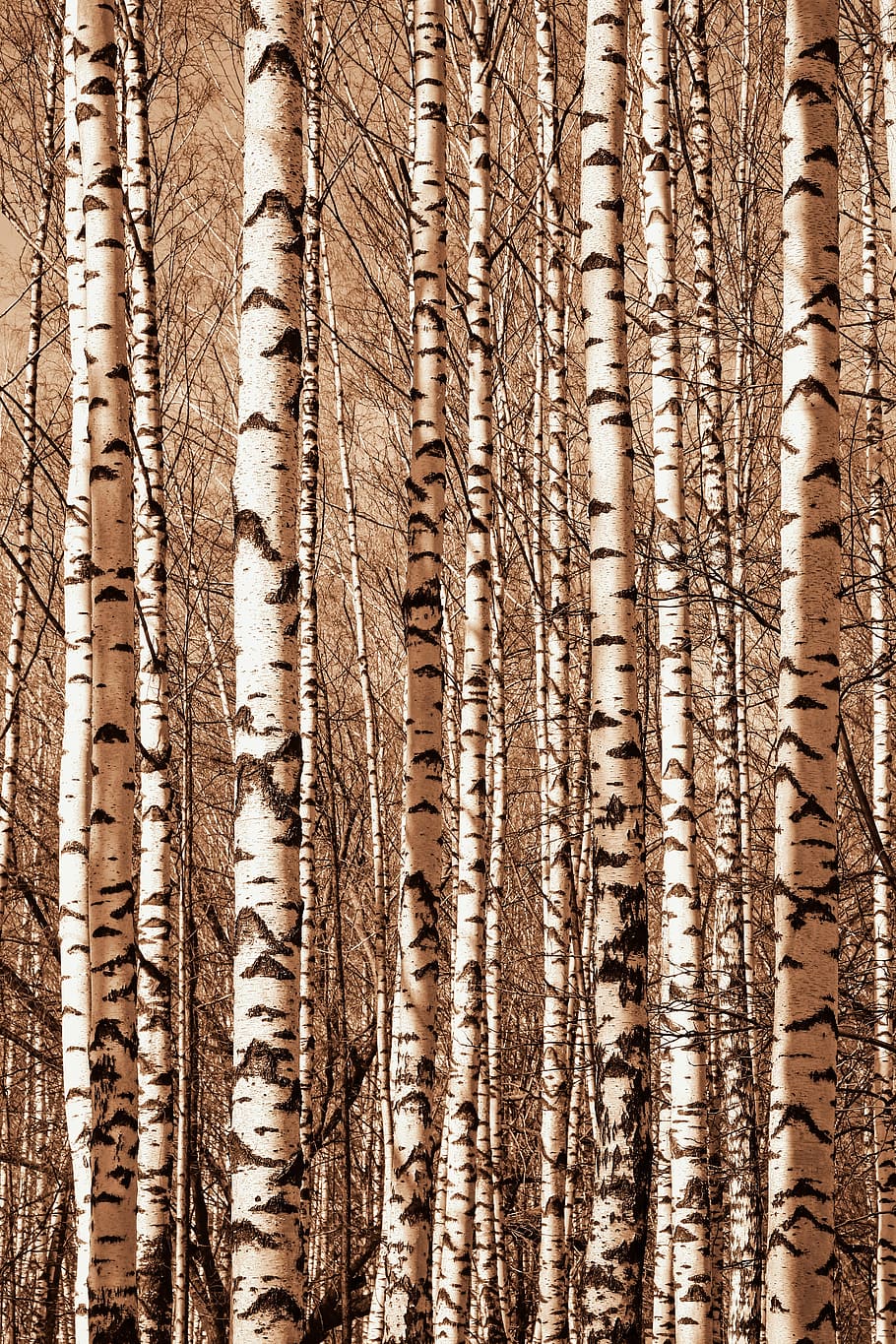 background, wood, texture, tree, no people, full frame, pattern HD wallpaper