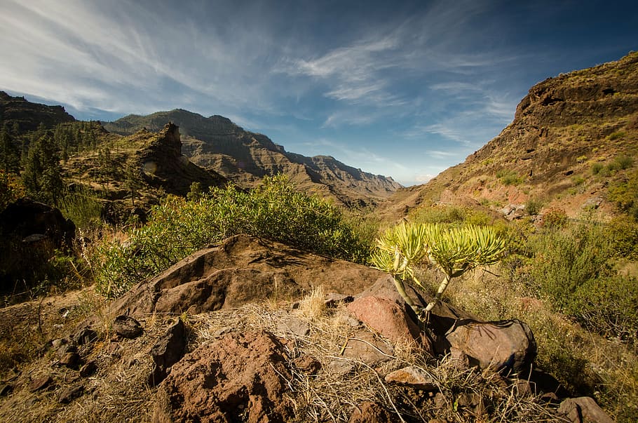bush, mountains, nature, landscape, sky, scenics - nature, beauty in nature HD wallpaper