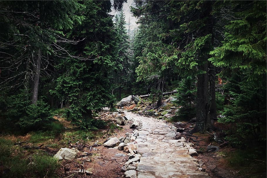 concrete pathway in middle of forest trees, trail, woods, nature HD wallpaper