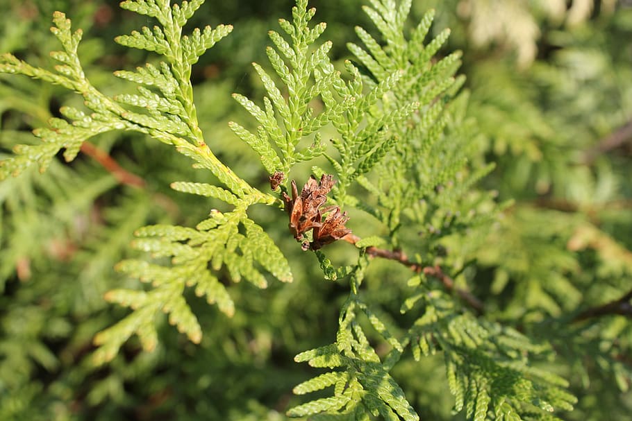 coniferous tree, branch, needles, nature, green, pine cone HD wallpaper