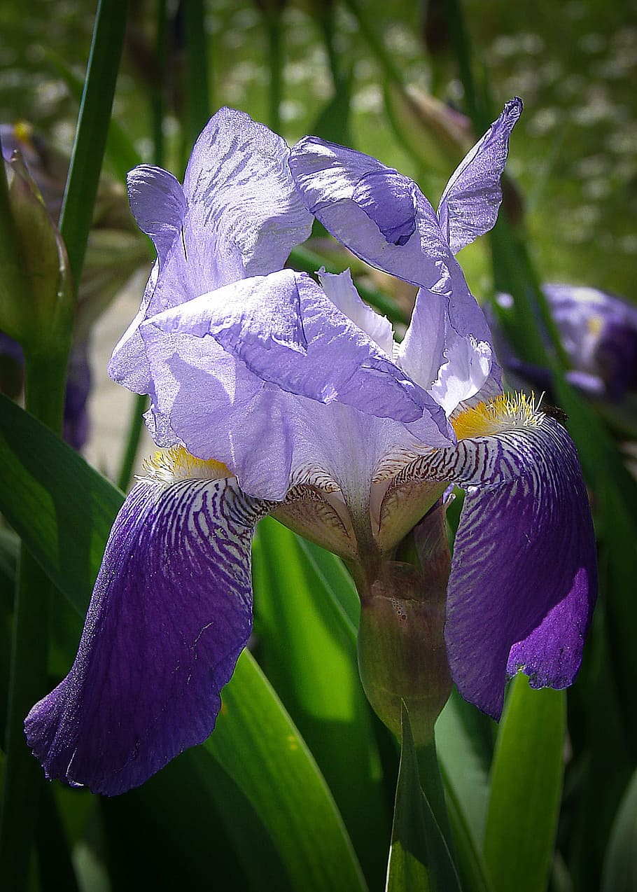 Iris, Flowers, Iridaceae, blue, dark purple, violet, plant HD wallpaper