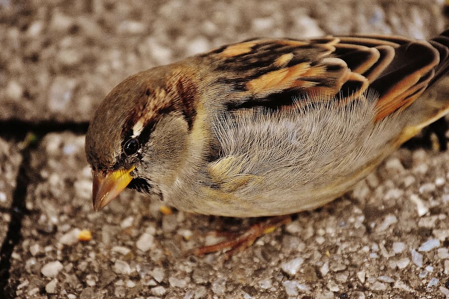 sparrow, bird, small, cute, nature, plumage, young, birds, sparrows HD wallpaper