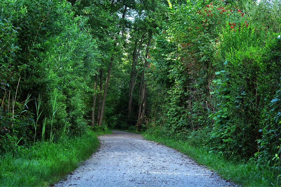 Forest, Away, Trees, Nature, Path, forest path, recovery, leisure HD wallpaper