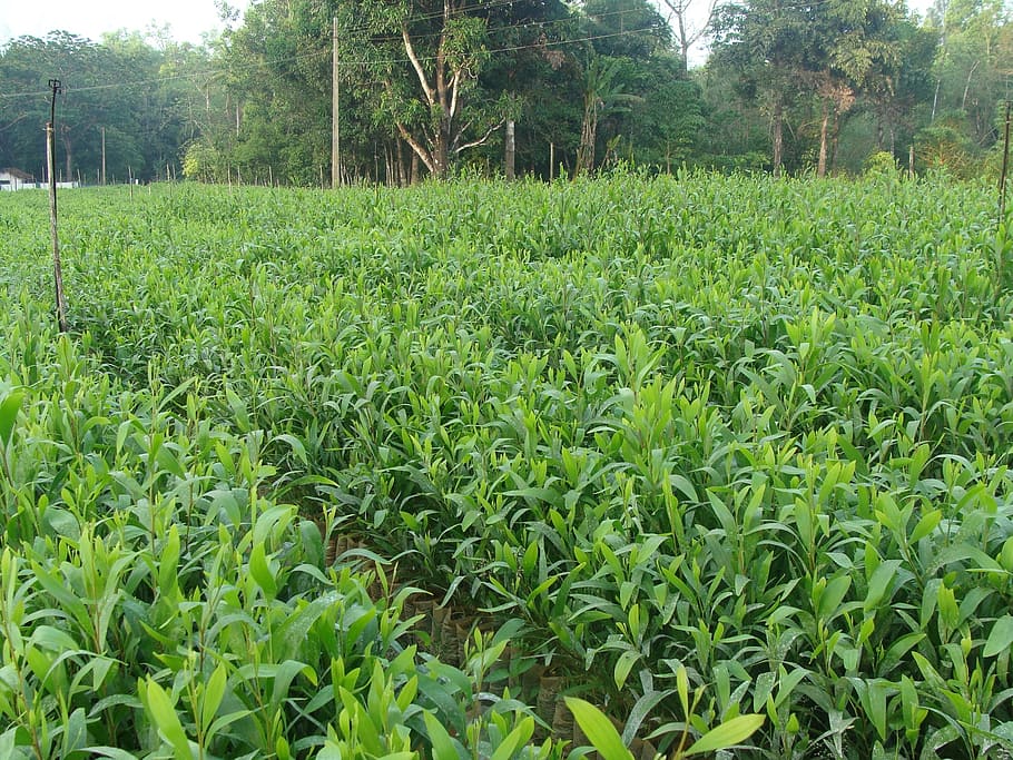 nursery, forest, plants, seedlings, green, forestry, sirsi HD wallpaper
