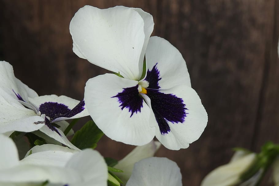 flower, nature, plant, leaf, floral, alive, blooming, closeup HD wallpaper