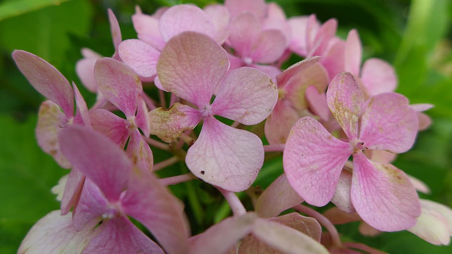 hydrangea, blossom, bloom, inflorescence, pink, petals, green HD wallpaper