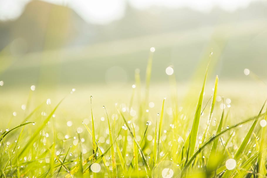 selective focus photography of pampas grass, close-up, dew, macro