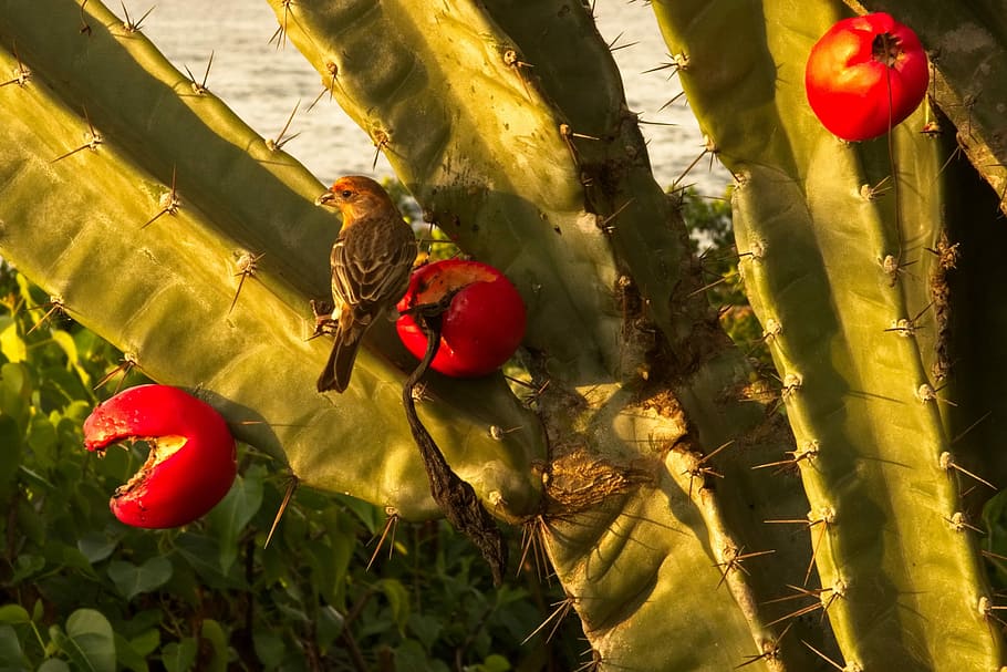 nature, fruit, flora, cactus, finch, house finch, red, plant HD wallpaper