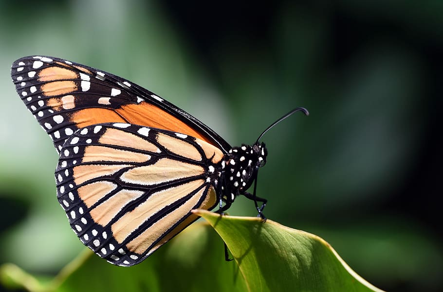 Monarch butterfly on green leaf macro photography, closeup photography of monarch butterfly perched on green leaf HD wallpaper