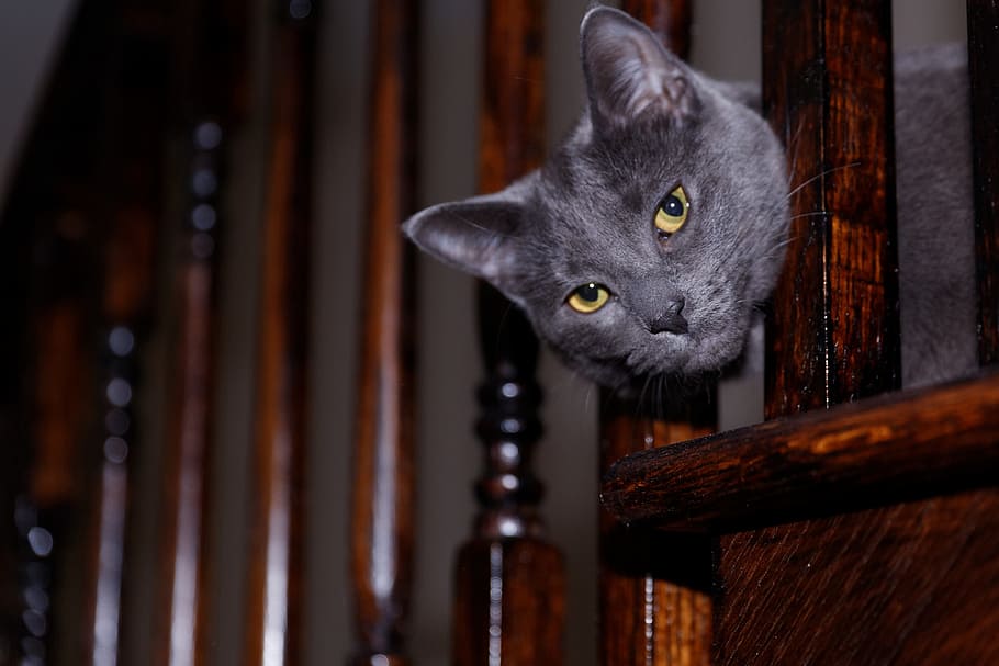 Pet, Cat, Cute, domestic cat, one animal, animal themes, domestic animals HD wallpaper